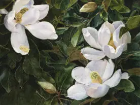 White magnolia blossoms against leaves